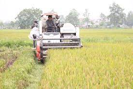 VIDEO: Nông dân Ninh Giang thu hoạch lúa mùa